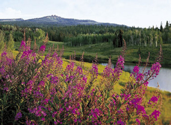 Fireweed photograph by James D. Steinberg